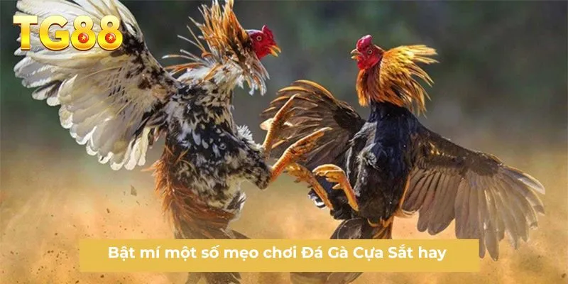 Bật mí một số mẹo chơi Đá Gà Cựa Sắt hay