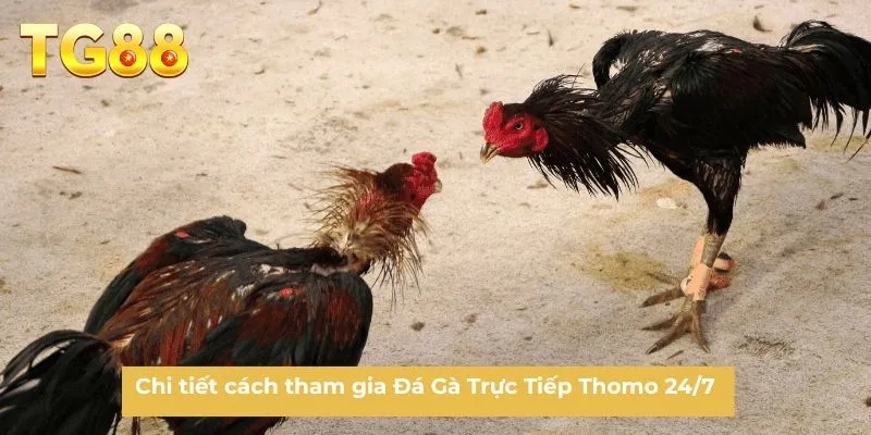 Chi tiết cách tham gia Đá Gà Trực Tiếp Thomo 24/7