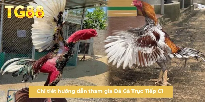 Chi tiết hướng dẫn tham gia Đá Gà Trực Tiếp C1