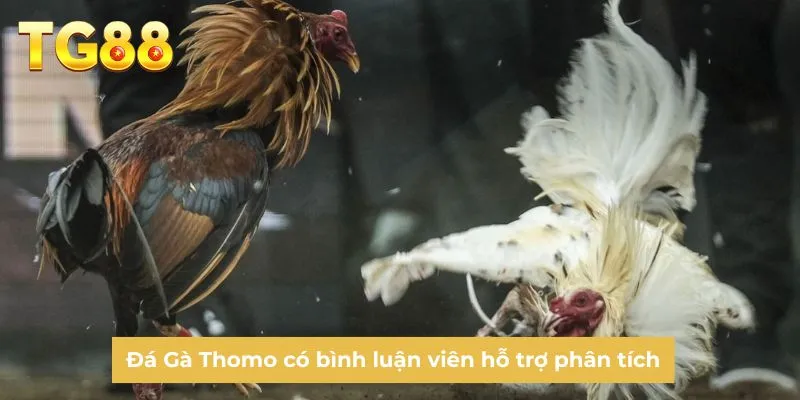 Đá Gà Thomo có bình luận viên hỗ trợ phân tích