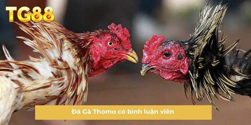 Đá Gà Thomo có bình luận viên