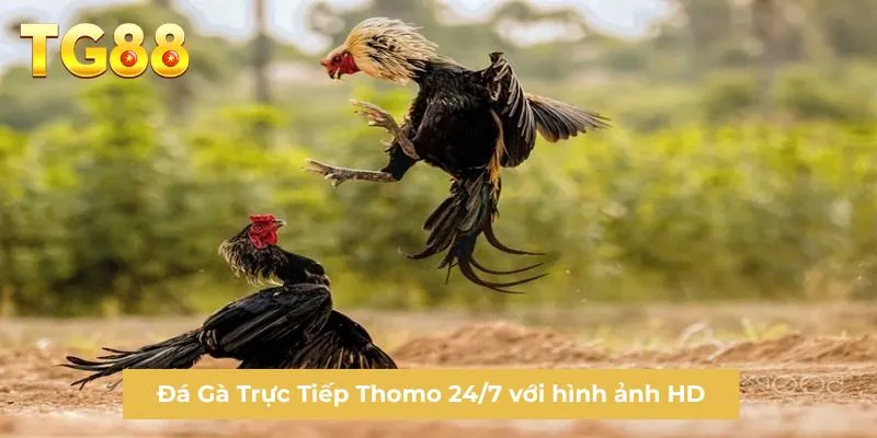 Đá Gà Trực Tiếp Thomo 24/7 với hình ảnh HD