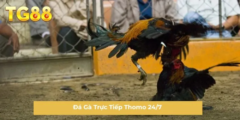 Đá Gà Trực Tiếp Thomo 24/7