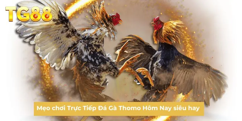 Mẹo chơi Trực Tiếp Đá Gà Thomo Hôm Nay siêu hay