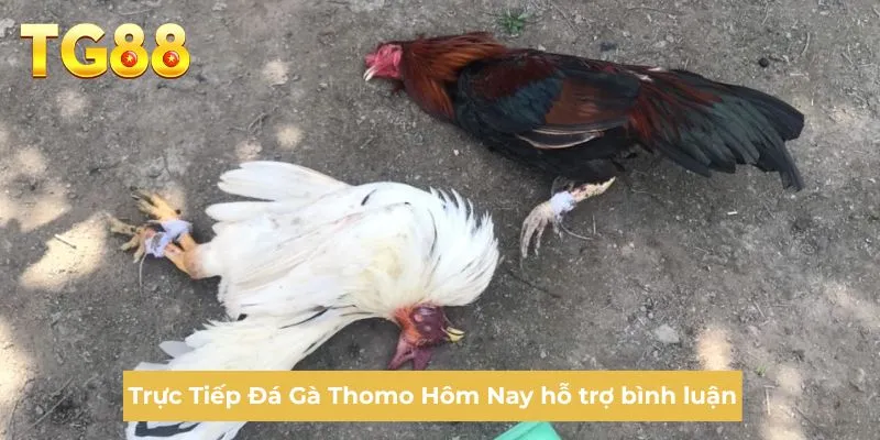 Trực Tiếp Đá Gà Thomo Hôm Nay hỗ trợ bình luận