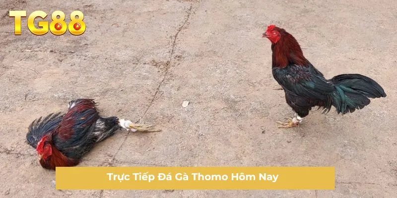 Trực tiếp đá gà Thomo hôm nay